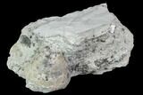 Fossil Crinoid Calyx - Indiana #110786-1